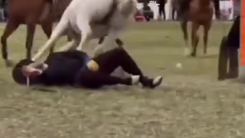 Animation animal vidos