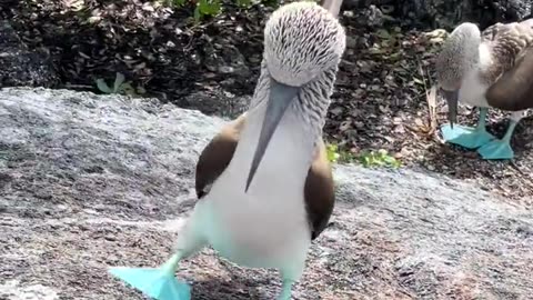 Check Out These Boobies