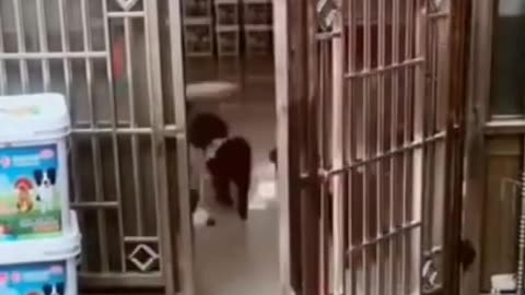 Funny Animal's Video || Dogncatsfun