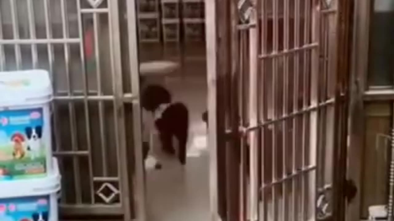 Funny Animal's Video || Dogncatsfun
