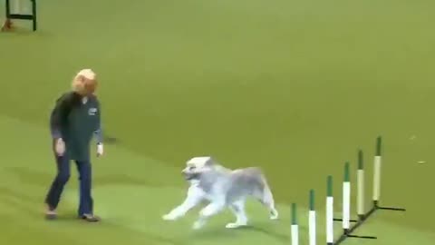 This is how they training the dog like a legend
