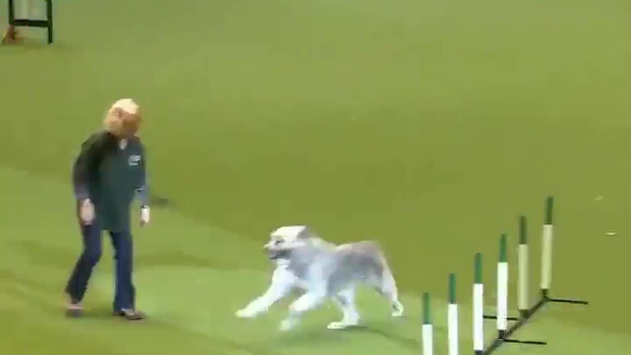 This is how they training the dog like a legend