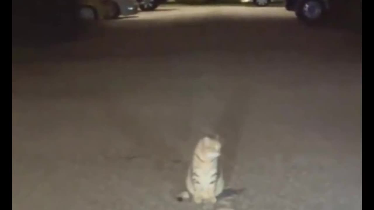 The Cat is waiting who ever lost the fight