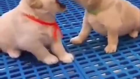 "Adorable Baby Animals: A Cuteness Overload Compilation