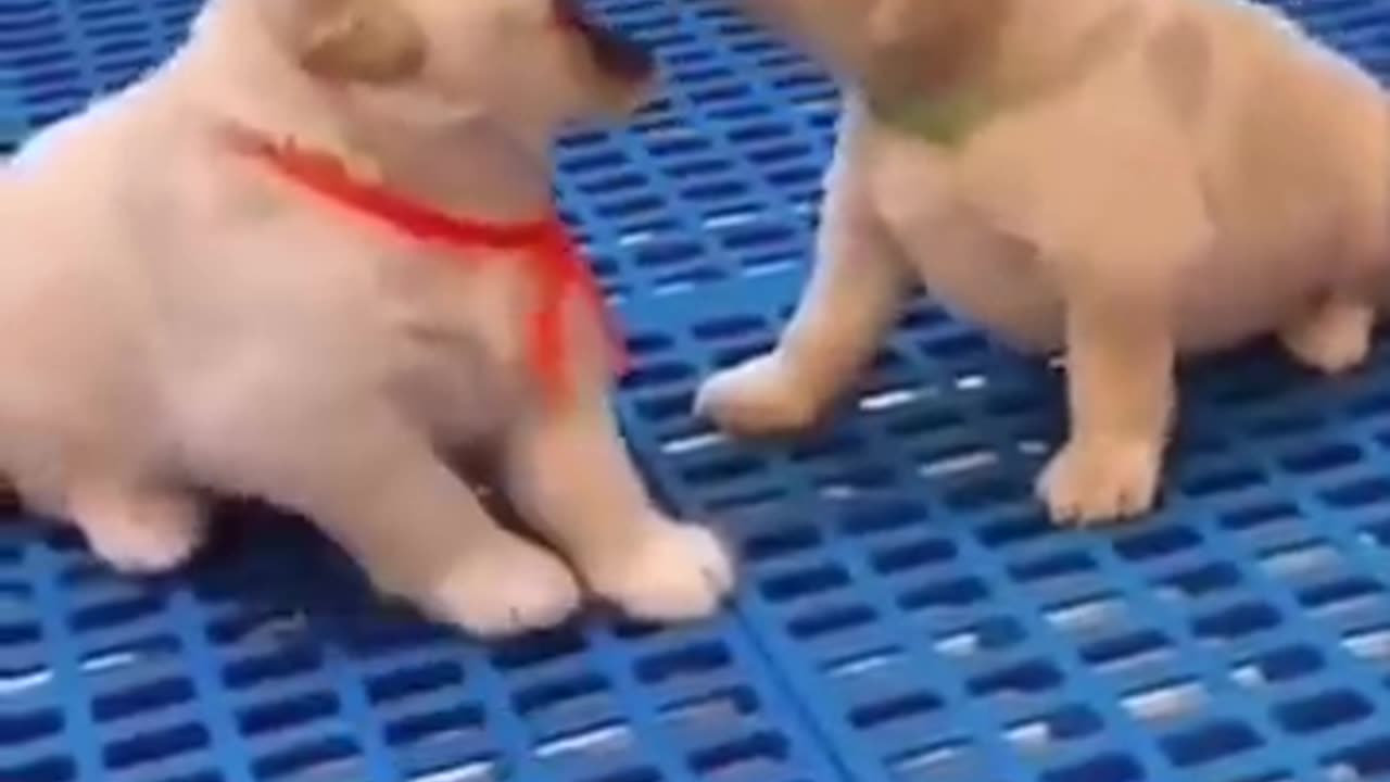 "Adorable Baby Animals: A Cuteness Overload Compilation
