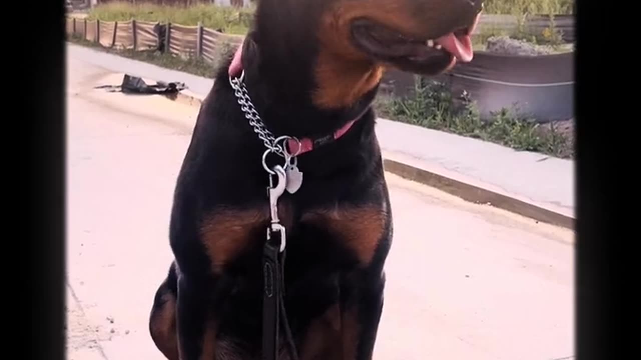 Dog lovers , dogs , love pets