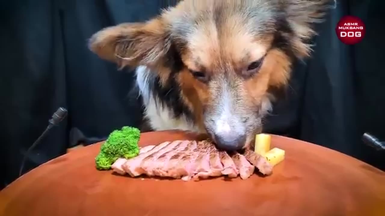 asmr eating funny dog