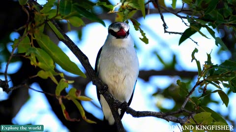 Birds life | Explore the world