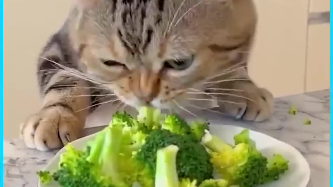 very hungry cat