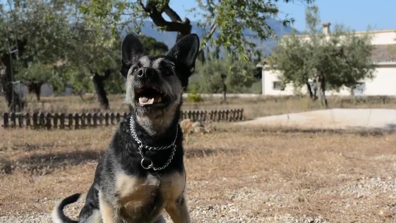 Dog chasing the ball