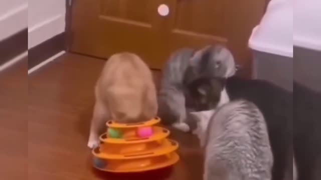 Cute pet funny video