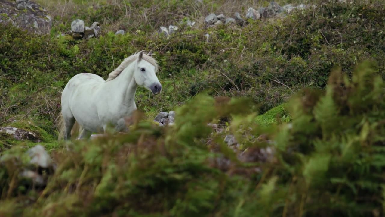 A white horse