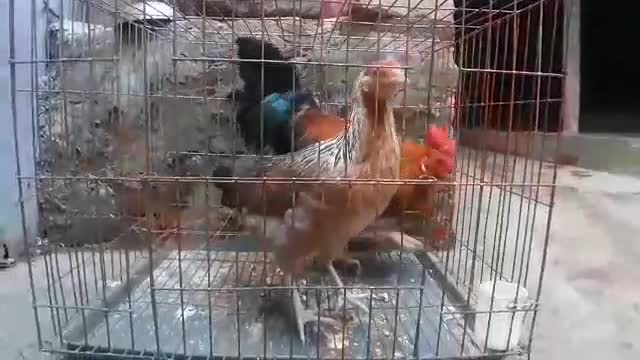 Hungry Chicken