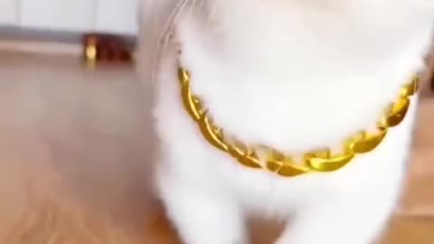 Owesum Cute Cat