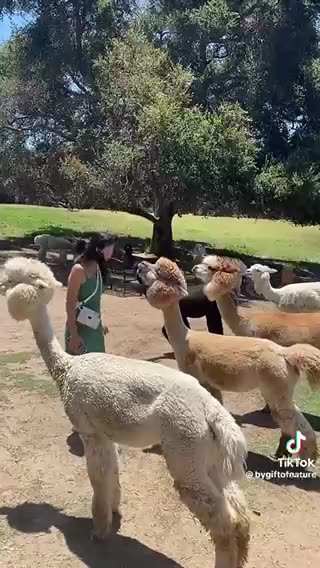 Funny videos animal