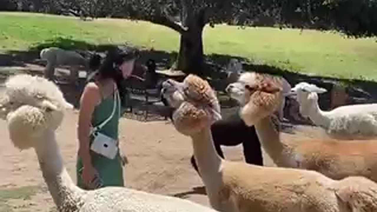 Funny videos animal