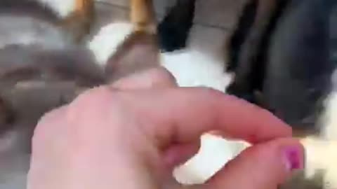Cinnamon has all the brain cells... and of course they ALL got treats after for being so good