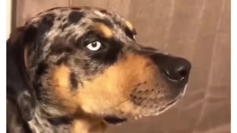 🐶🐕🐕🐶🐶🐕 funny 😭🤣🤣😆😭🤣😂 moments