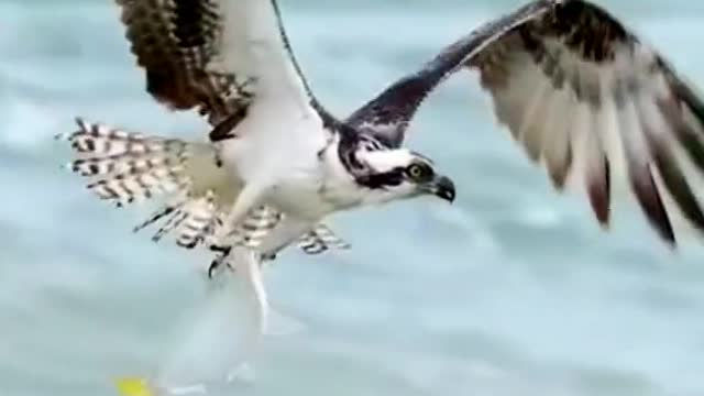 The top predator, the osprey