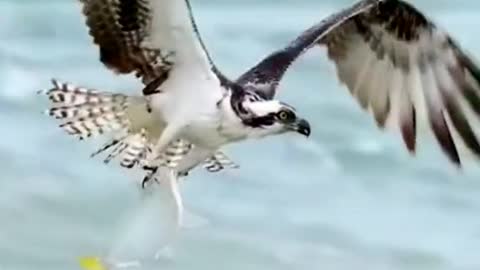 The top predator, the osprey