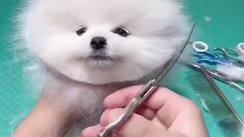 Cute dog haircut🥰