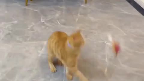 Funny cats