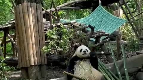 Panda eating bamboo!!!