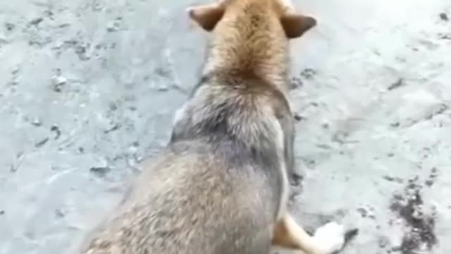 Funny Dogs Vs Chicken compilation 2022 #Shorts