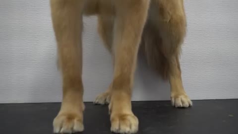 The happiest dog in the world smiles her entire groom