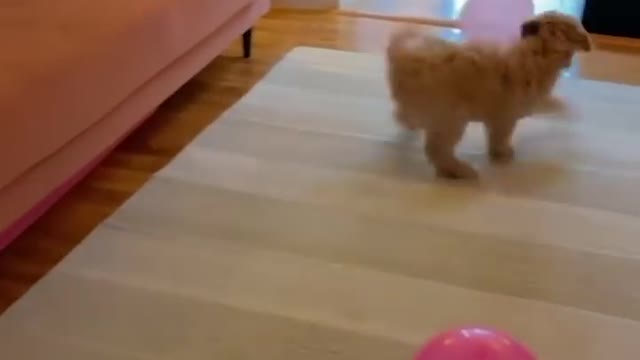 Baby dog cute and funny videos compitition #4 |30min of funny videos 2022