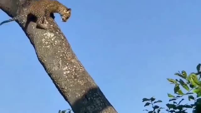 It's easier to get up a tree than down