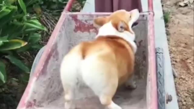 The dog corgi