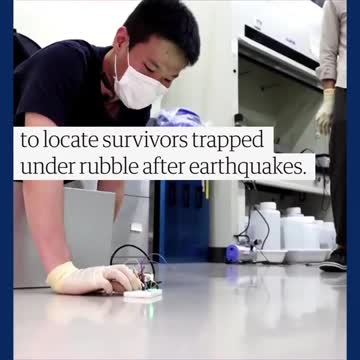 Τις πρώτες κατσαρίδες – cyborg με τηλεχειριστήριο έφτιαξαν στην Ιαπωνία !…