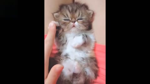 Baby Pets 💗 Cute & Funny Animals Video Compilation