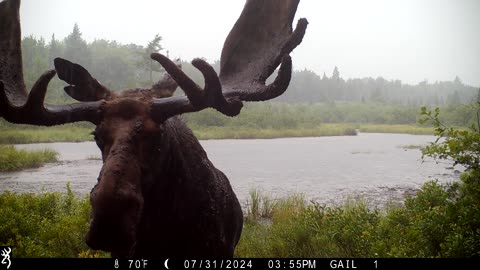 Bull Moose Close-Up In Pouring Rain