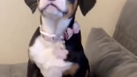 Baby dog #cute puppy barking #viral #short