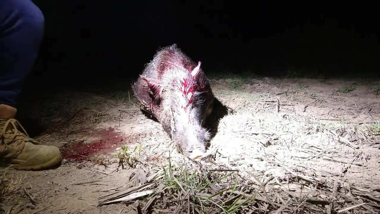 104kg boar and a couple more big fellas hit the dry dust