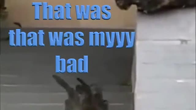 Cat shenanigans