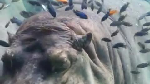 Hippopotamus with Colorful Fishes #shorts #viral #shortsvideo #video