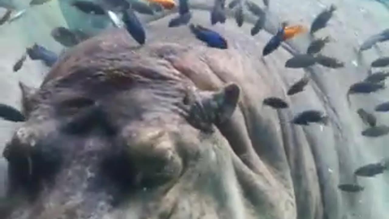 Hippopotamus with Colorful Fishes #shorts #viral #shortsvideo #video