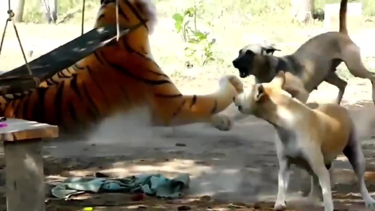 Dog Funny, Lion and Tiger Prank Video