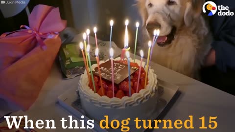 Dog Celebrates 15th Birthday | The Dodo