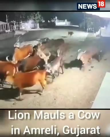 Lion Attack Cow In Gujarat | Gujarat News | Lion Attack Cow Video | Viral Video |Shorts | CNN News18