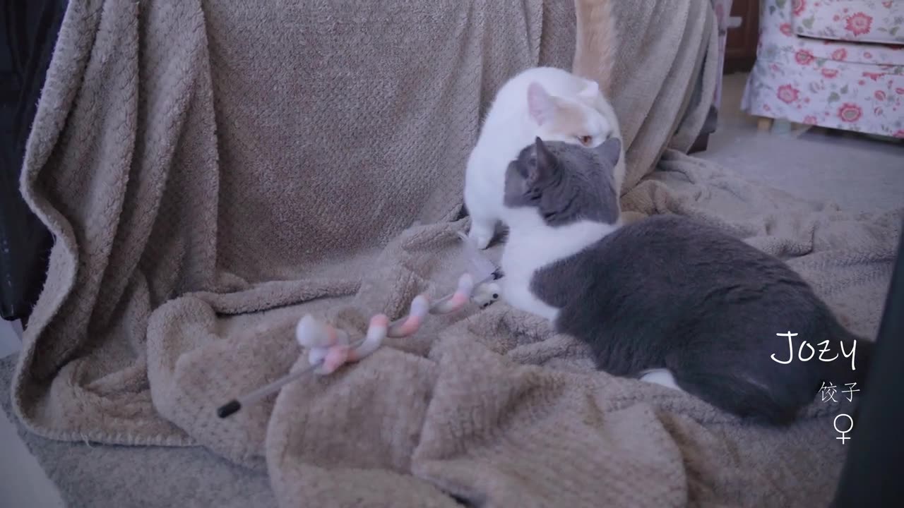 Funniest Animals Video 2023 | Best Funny Cats and Dogs | Funny Animal Videos