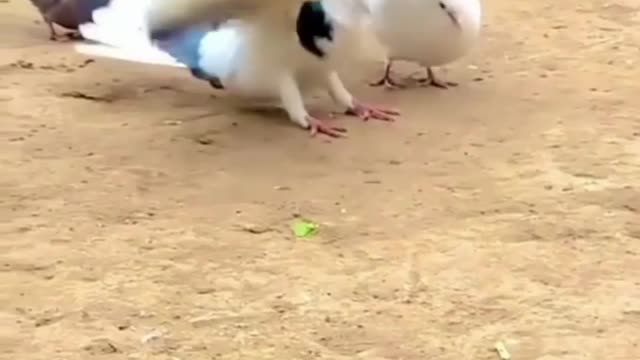 Birds 🐦 dance with bollywood songs