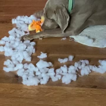 Professional Plushie Destroyer