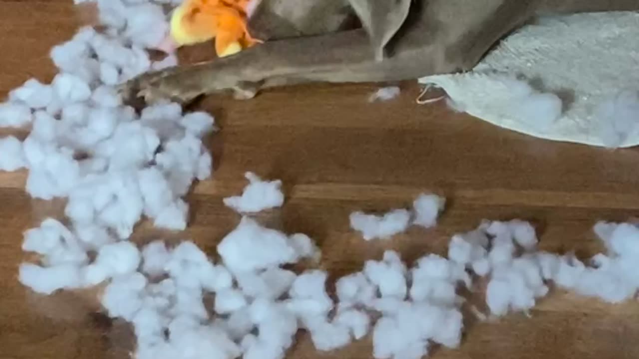 Professional Plushie Destroyer