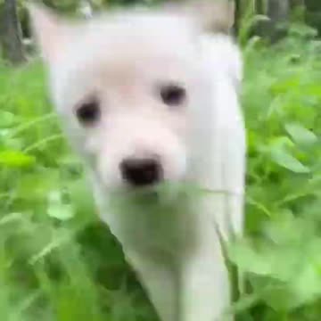 Best Funny Cat and Dog Videos 2024