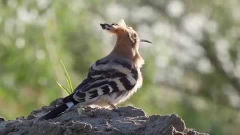 Hoopoe bird
