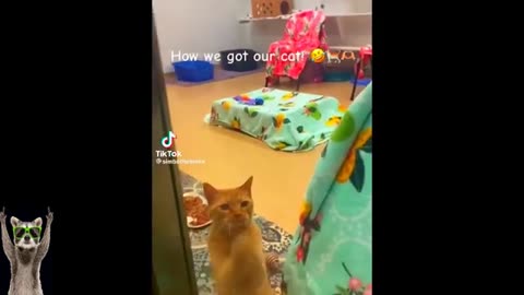 Cat funny videos